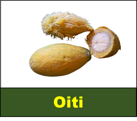 Oiti