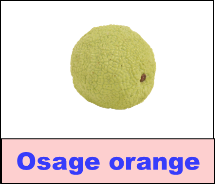 Osage orange