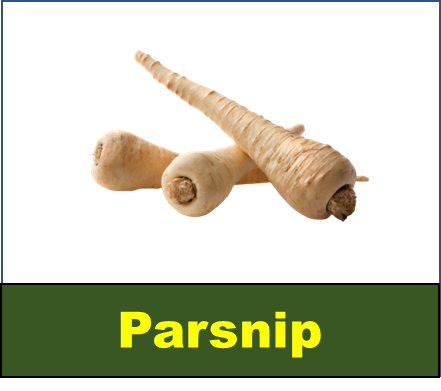 Parsnip