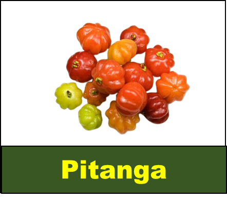 Pitanga