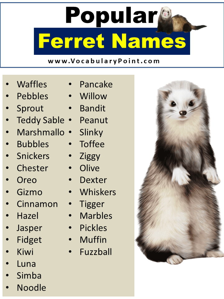 Popular Ferret Names