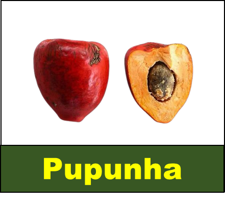 Pupunha