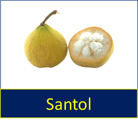 Santol