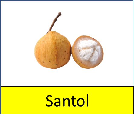 Santol