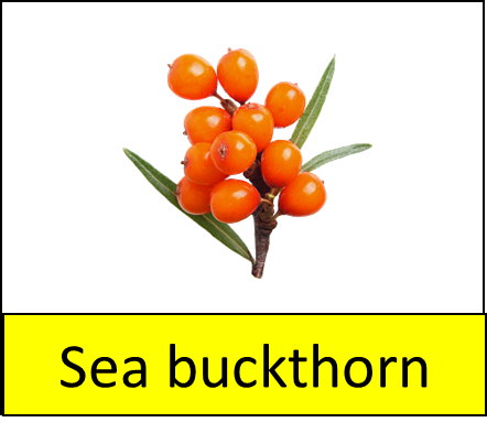 Sea buckthorn