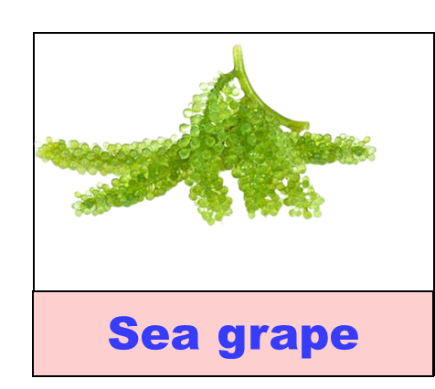Sea grape