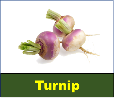 Turnip