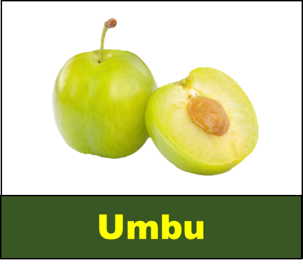 Umbu