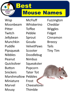 600+ Best Mouse Names (Cool, Cute & Funny) - Vocabulary Point