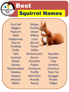 Best Squirrel Names (Cute, Funny, Male & Female) - Vocabulary Point