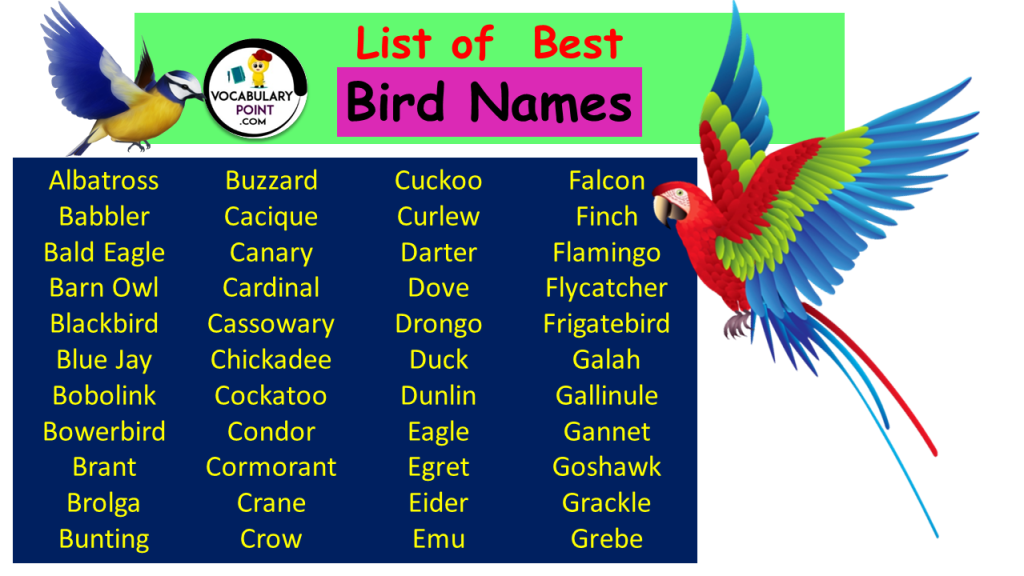 350-best-bird-names-pet-funny-and-cool-vocabulary-point