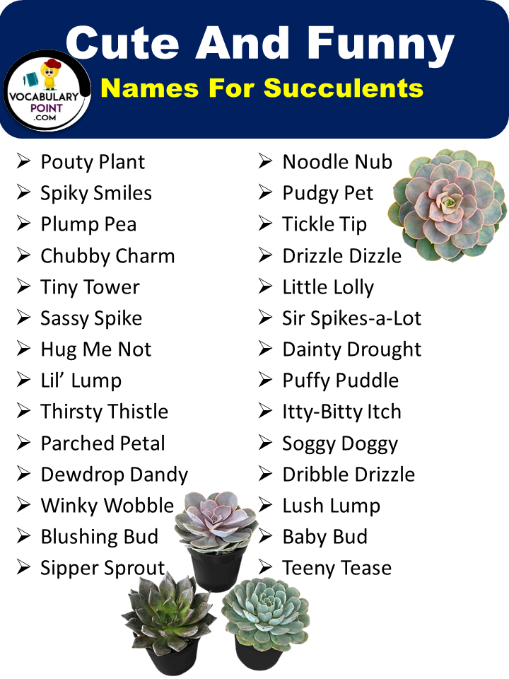 Cute And Funny Names For Succulents