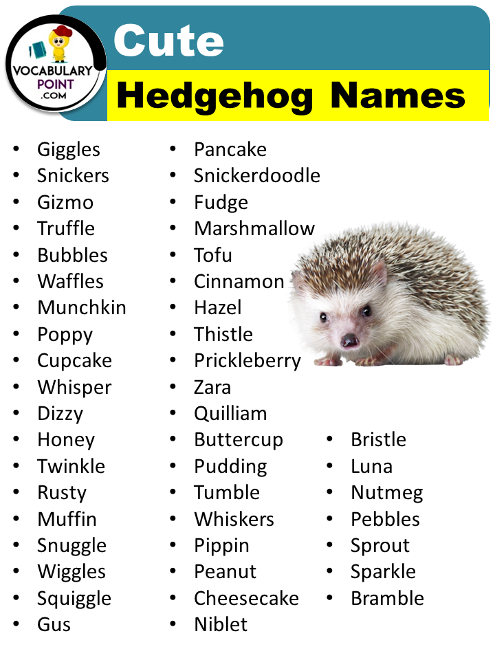 Best Hedgehog Names (Cute, Funny & Popular) - Vocabulary Point