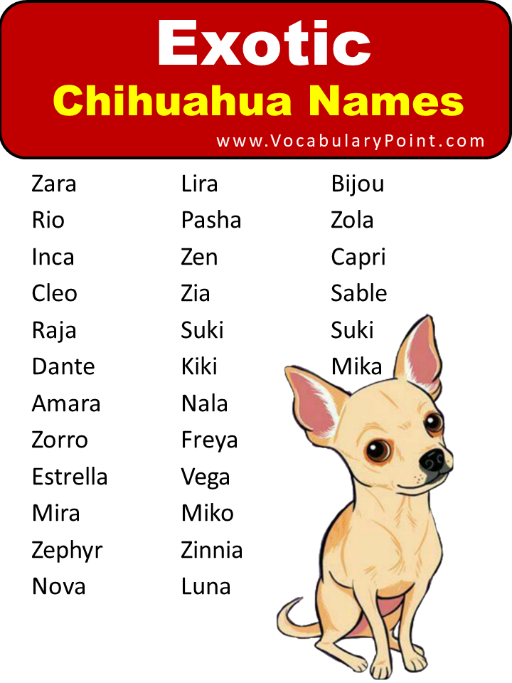 Exotic Chihuahua Names