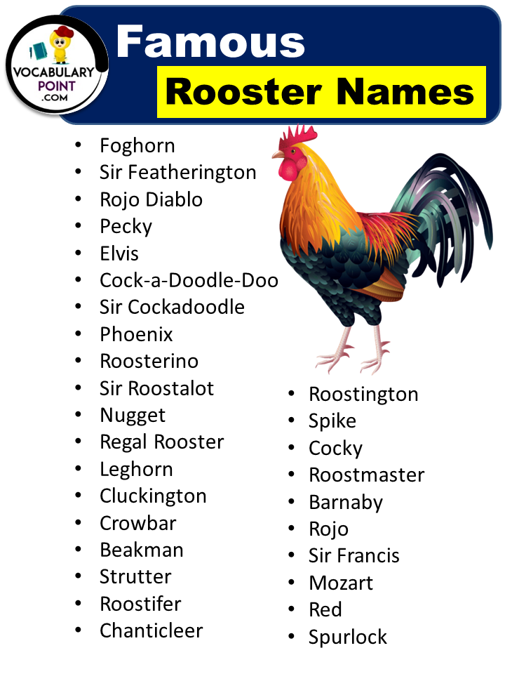 Awesome Rooster Names (400+ Best, Cute, Funny & Male) - Vocabulary Point