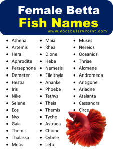 120+ Adorable Betta Fish Names - Vocabulary Point