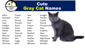 270+ Best Names for Gray Cats - Vocabulary Point