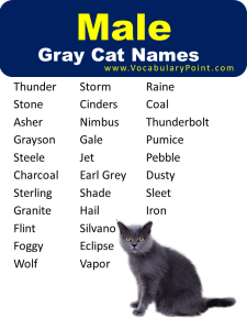 270+ Best Names for Gray Cats - Vocabulary Point