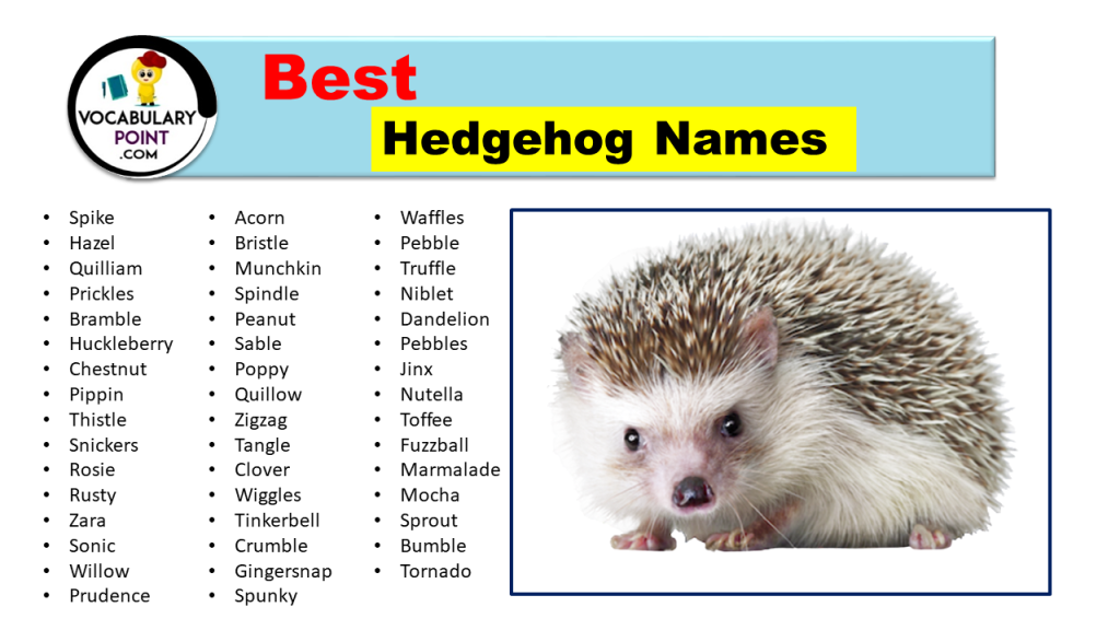 Best Hedgehog Names (Cute, Funny & Popular) Vocabulary Point