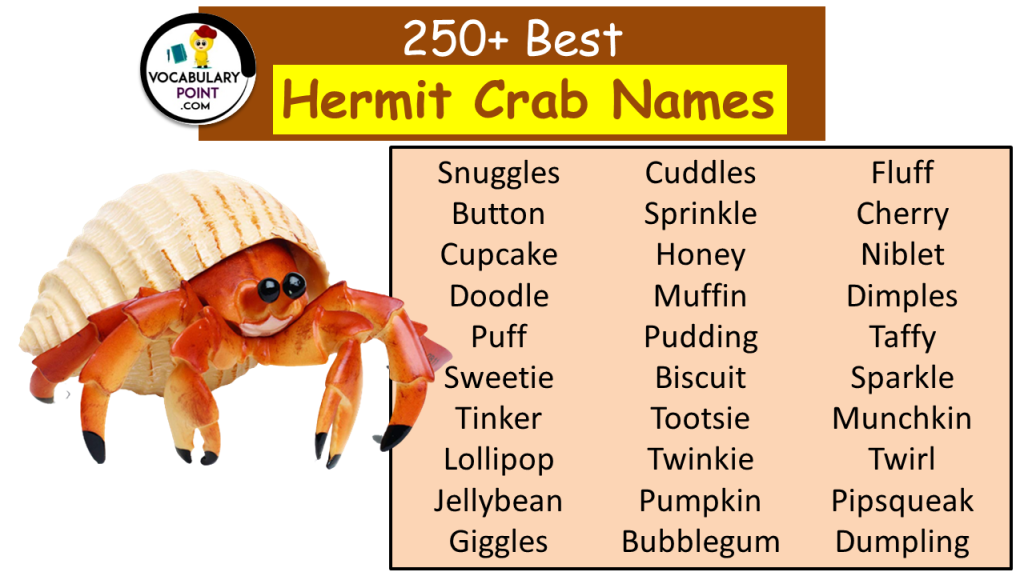 250+ Best Hermit Crab Names (Cute, Funny and Cool ideas) - Vocabulary Point