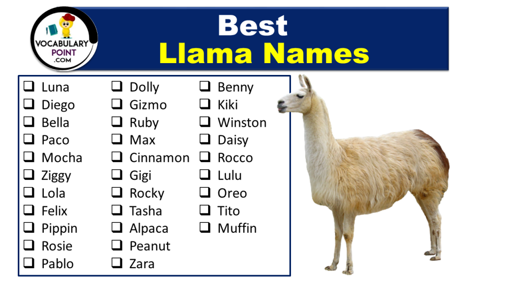 Best Llama Names (Funny, Cute, & Pet) Vocabulary Point