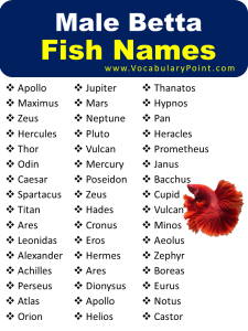 120+ Adorable Betta Fish Names - Vocabulary Point