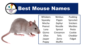 600+ Best Mouse Names (Cool, Cute & Funny) - Vocabulary Point