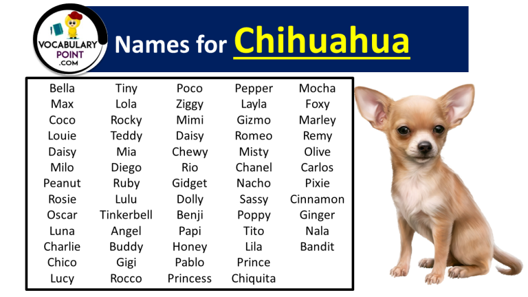 Names For Chihuahua Cute Funny And Pet Vocabulary Point