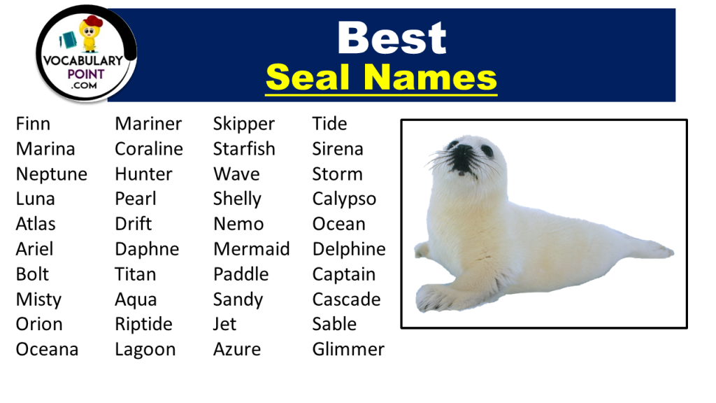 Seal Names (Cute & Funny Name Ideas) - Vocabulary Point