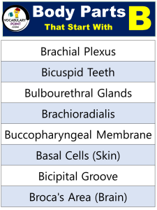 90+ Body Parts That Start With B - Vocabulary Point