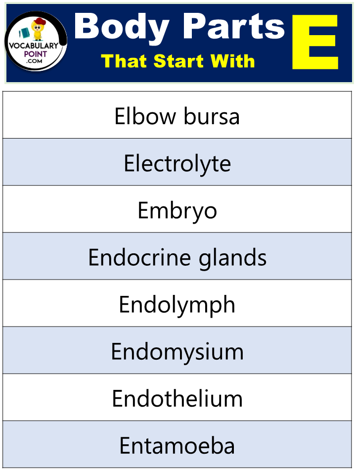 Body Parts Beginning With E