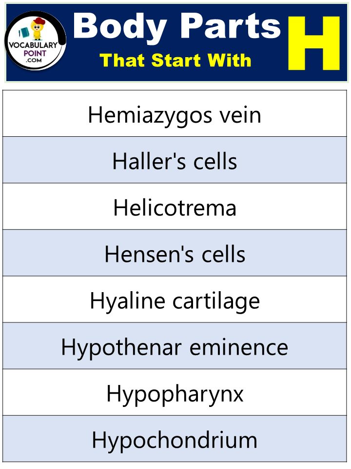 Body Parts Beginning With H