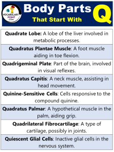 90+ Body Parts That Start With Q - Vocabulary Point