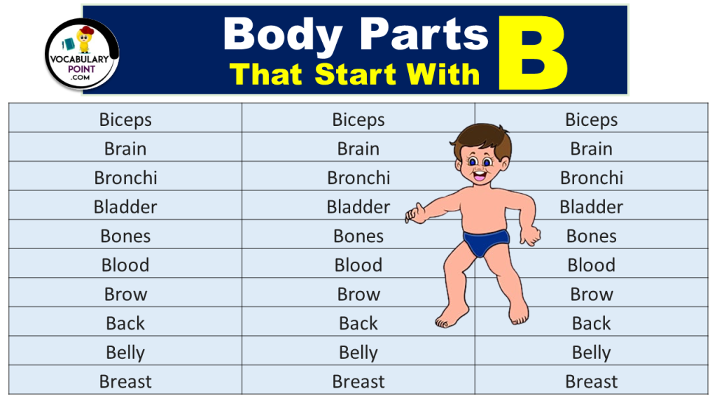 90+ Body Parts That Start With B - Vocabulary Point