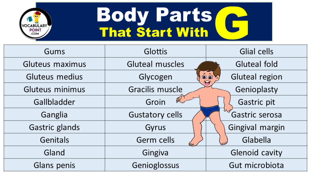 90+ Body Parts That Start With G Vocabulary Point