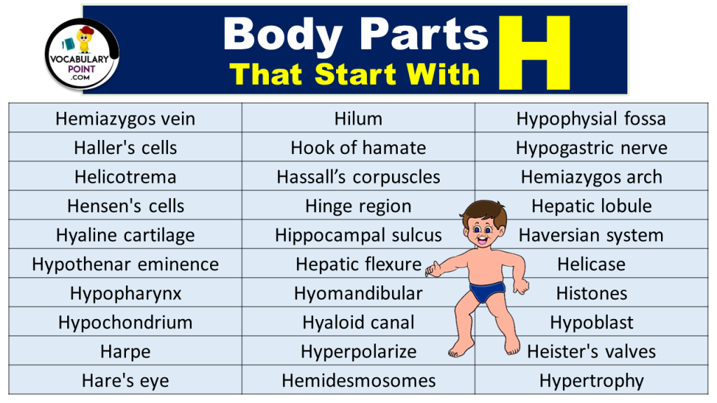 90+ Body Parts That Start With H Vocabulary Point