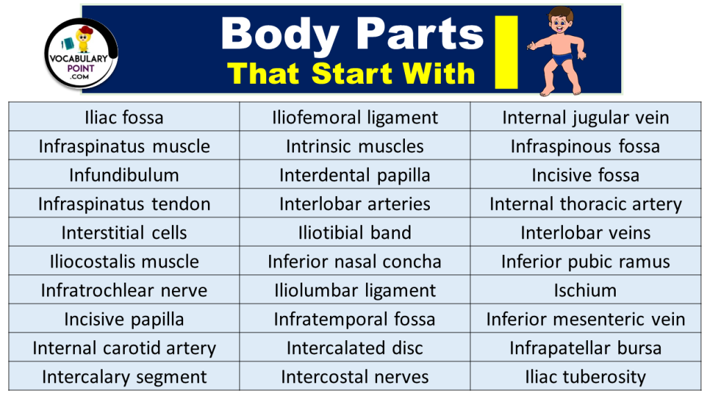 90+ Body Parts That Start With I - Vocabulary Point