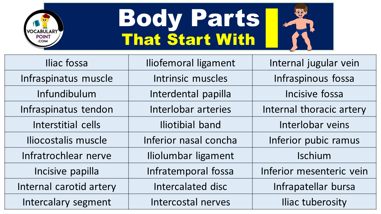 Body Parts That Start With I