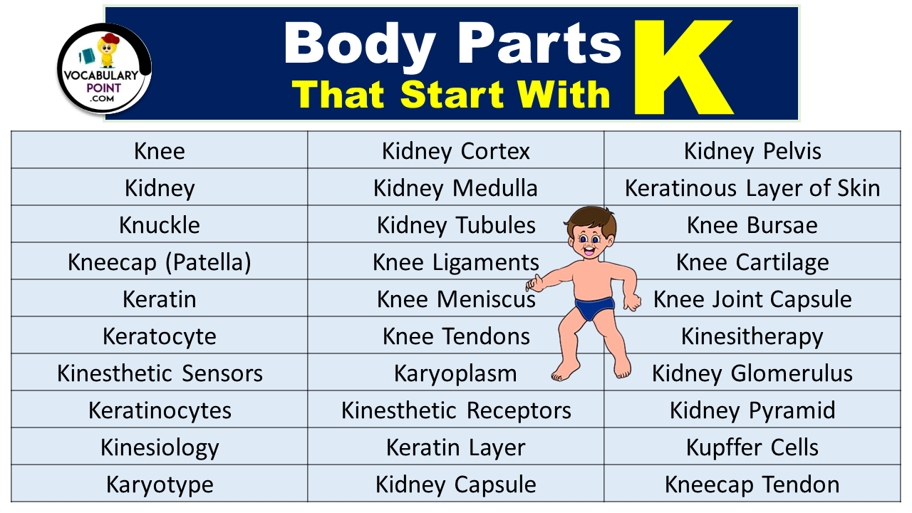 Body Parts That Start With K