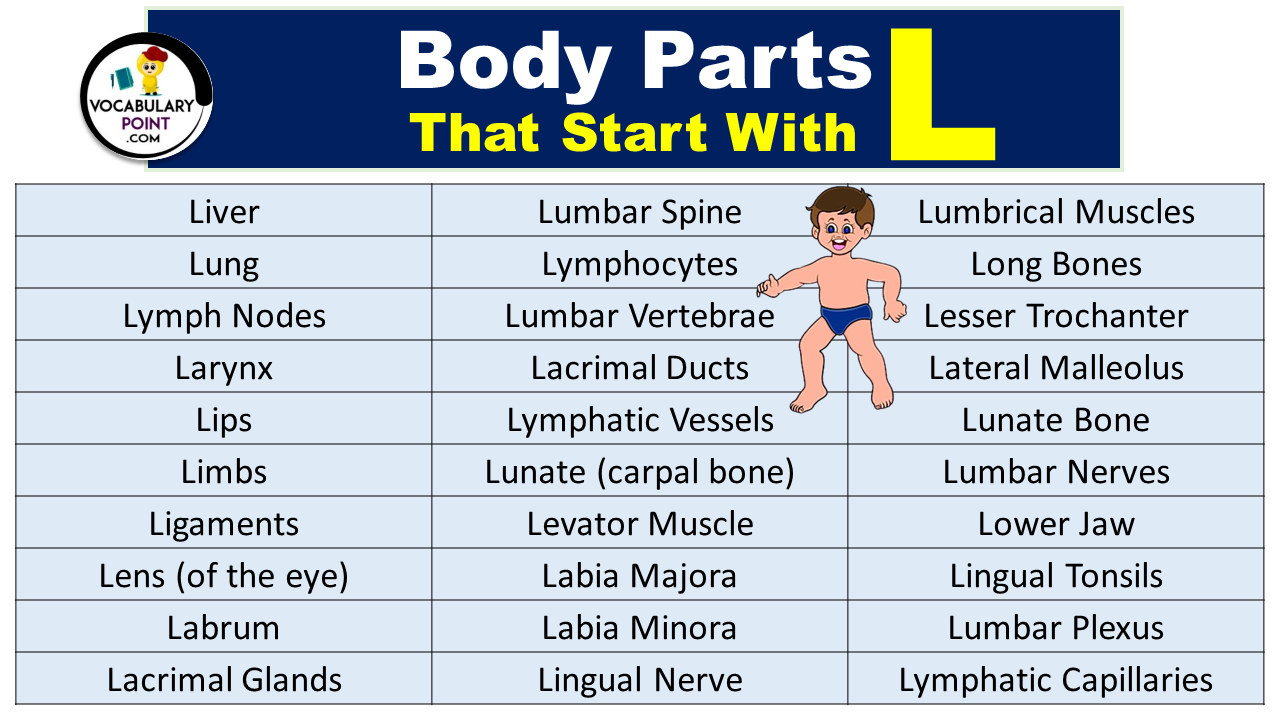 Body Parts That Start With L