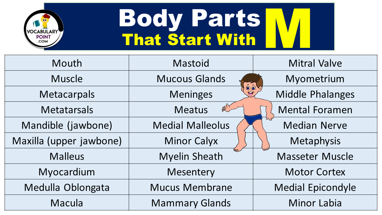 Body Parts That Start With M