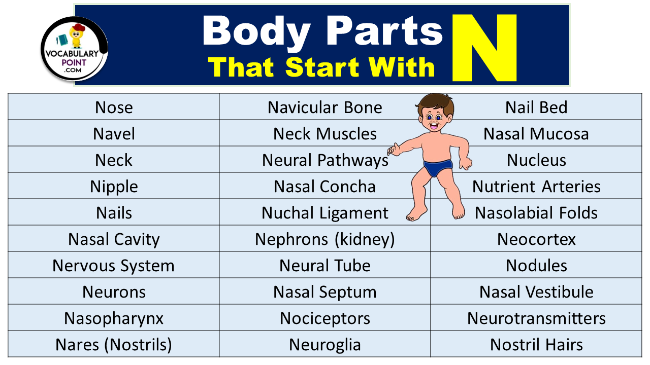 Body Parts That Start With N