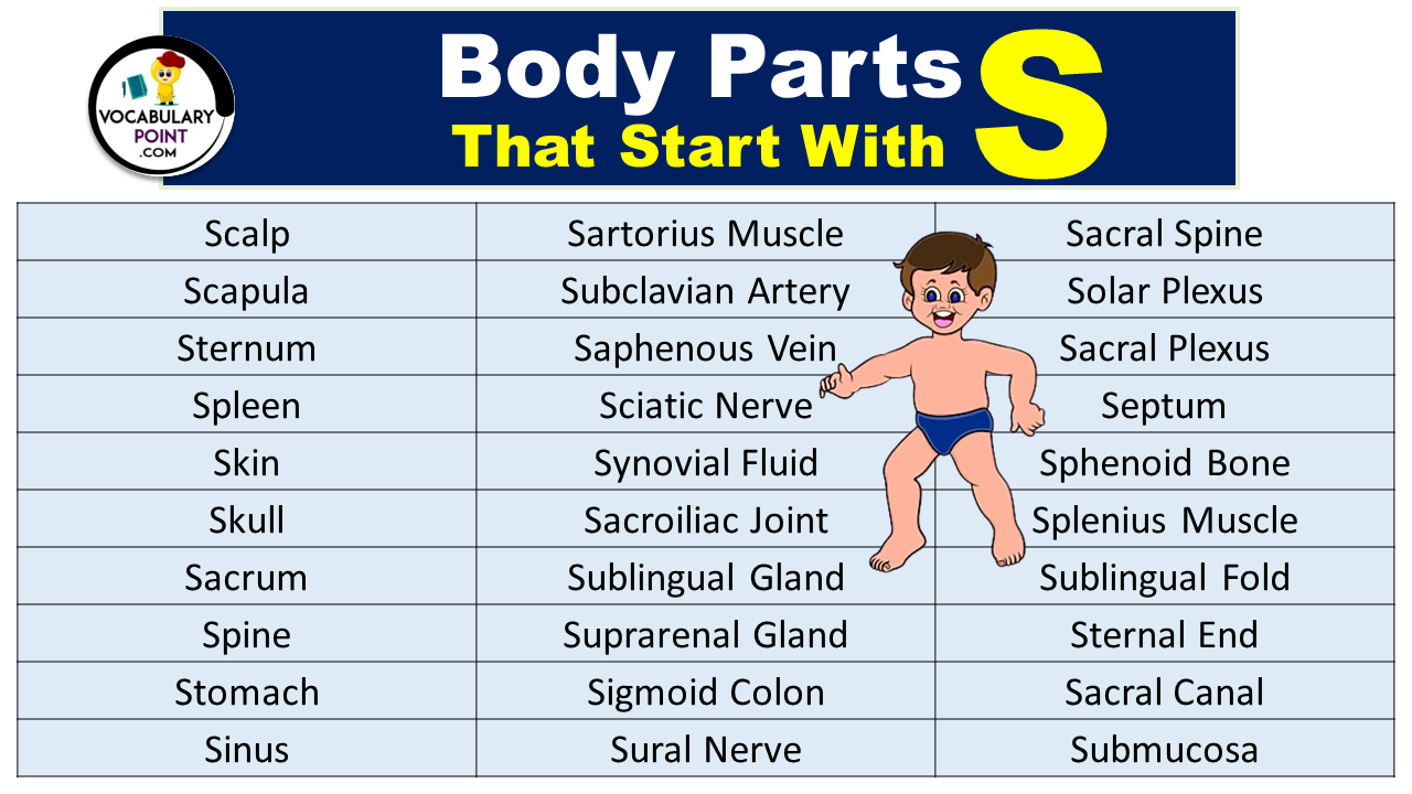 Body Parts That Start With S