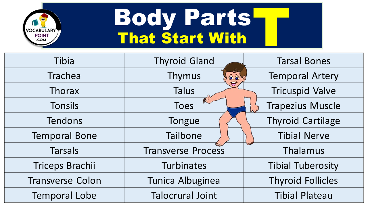 Body Parts That Start With T