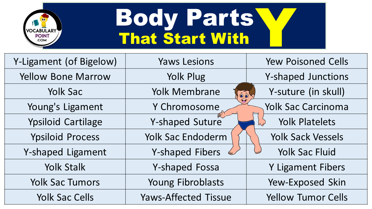 Body Parts That Start With Y