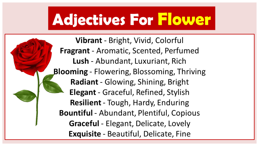 Adjectives for Flower (Descriptive Words for Flower) - Vocabulary Point