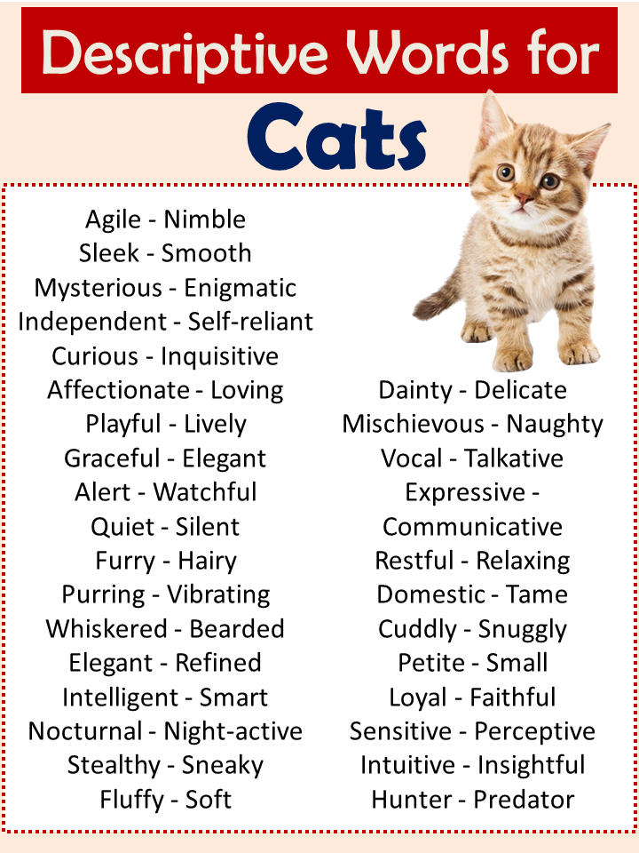 Descriptive Words for Cats