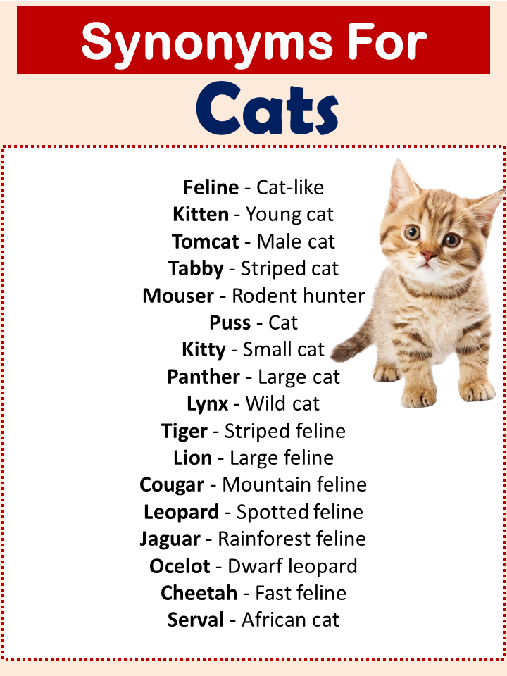 Synonyms For Cats