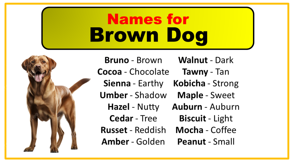 270-male-and-female-names-for-brown-dogs-vocabulary-point