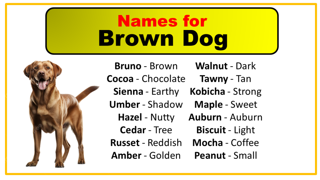 270 Male And Female Names For Brown Dogs Vocabulary Point
